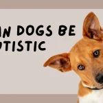 Can Dogs Be Autistic