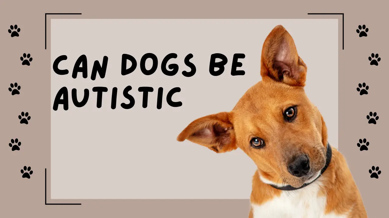 Can Dogs Be Autistic